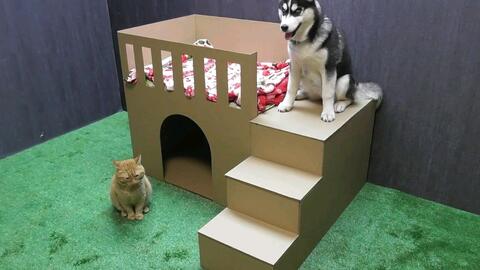 用纸板给小猫做房子