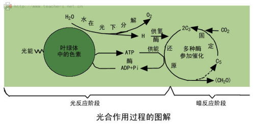 1,光合作用过程图解 水减少为什末还原氢会增多 