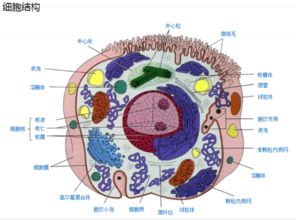 脂肪中碳氧比还是糖类中高，为什么？