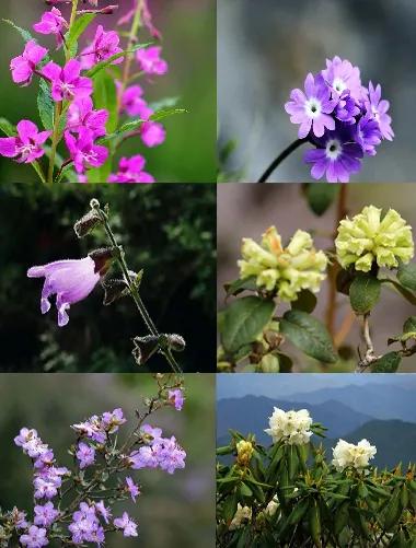 高原特色芳香植物精油