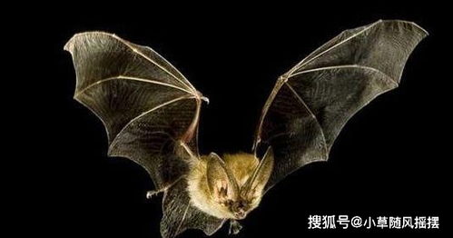 在你家乡还有蝙蝠吗 不仅可以入药, 就连粪便也能治眼疾