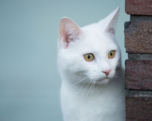 疯狂猫星人之 失恋了,我想静静 