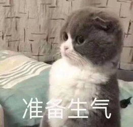 壁纸 头像 超可爱搞笑猫咪表情包