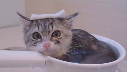 小奶猫洗澡上瘾了,太可爱啦,多泡一会能咋滴 