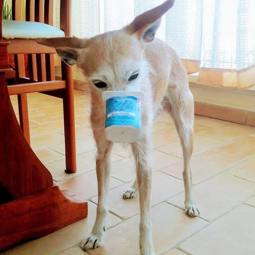 萌宠知识 如何正确地给狗喝酸奶
