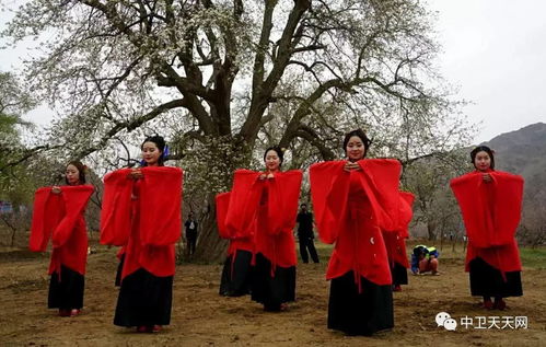 中卫市第十一届梨花节隆重开幕,大量照片请慎入... 