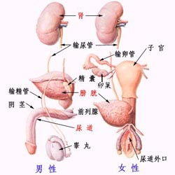 泌尿疾病 