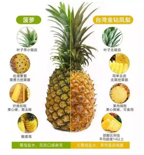 金钻凤梨和台湾凤梨的区别,金钻凤梨与菠萝的区别？