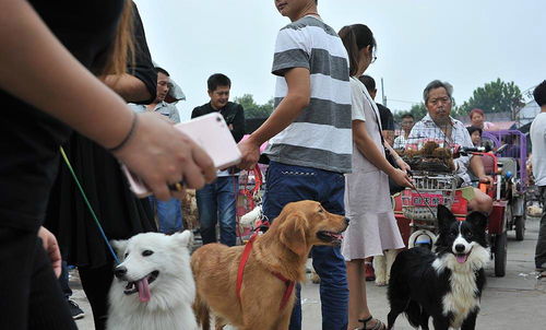 开封狗市 业内人士说,超越北京和成都为国内第一狗市