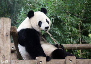 中国旅日大熊猫 真真 产崽,32万人参与征名,幼崽名字 香香 