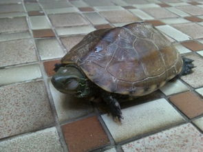 家里养的两只小乌龟突然死了,半个小时前还很生猛的,其中一只尾巴处多了一块黑色的东西,这是什么 有人 