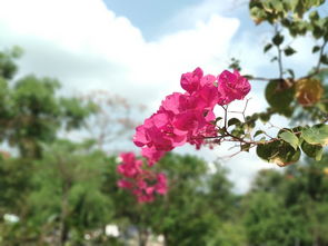 游枫林花海，游枫林花海作文400字