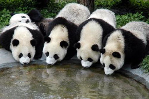 大熊猫被 降级 从濒危下调为易危保护工作要继续 社会百态 太平洋电脑 ... 