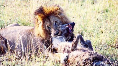 狮子对鬣狗的报复,肉体和精神的双重折磨,第一次心疼鬣狗 