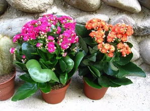 在室内养花的6个好处,你都在家里种了哪些花卉 