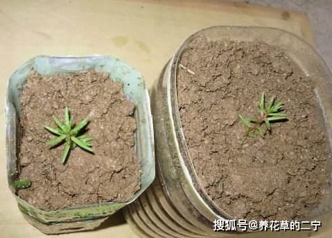 用废弃的篮子 饼干盒 空油壶,种花特别赞,一阳台都是花草