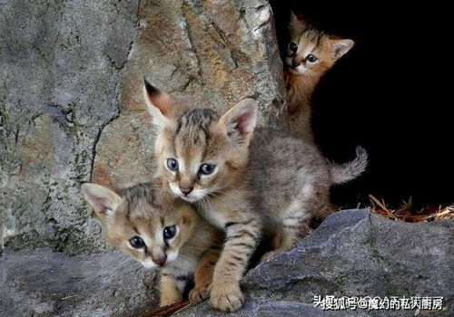 命名 失误 的猫科猫属动物,传说中曾智斗6米长巨蟒