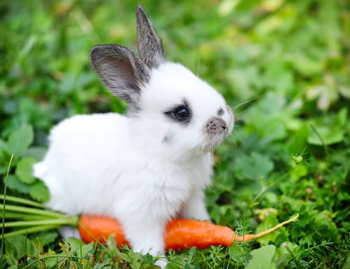 有趣的小白兔,草里有胡萝卜 可爱的兔子 macw图库素材 