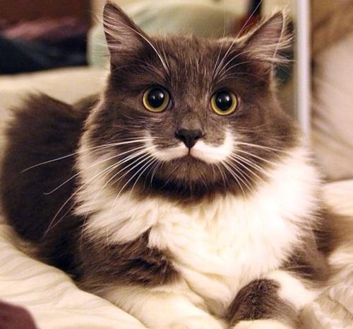 你注意到你家猫掉胡子了吗 增进和猫咪感情的方法,藏在胡子里