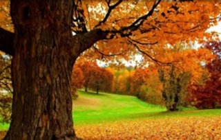 小学关于秋季的诗句有哪些