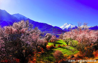 中国最美的桃花在西藏林芝,许多人魂牵梦绕,你想去吗 