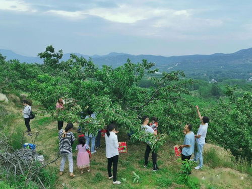 山东樱桃卖出 菜价 ,究竟是何原因