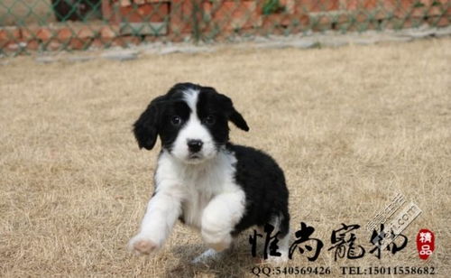 纯种史宾格幼犬多少钱