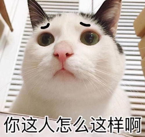 在猫咪看来,主人这几种做法,就跟 抛弃 一样