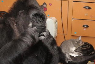44岁母猩猩生日时收到小猫咪作为礼物让人动容流泪