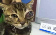 猫咪青光眼 白内障的诊治与护理