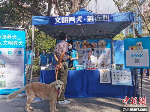 深圳10月起犬只未植入芯片将被视为无证养犬