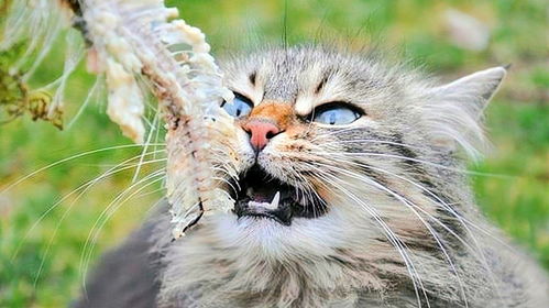 为啥猫吃鱼从不会卡到鱼刺 将镜头放慢50倍,看完你就懂了