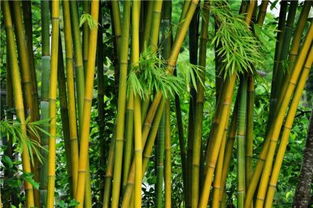 竹子有何药用价值 