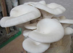 蘑菇的营养价值和用途