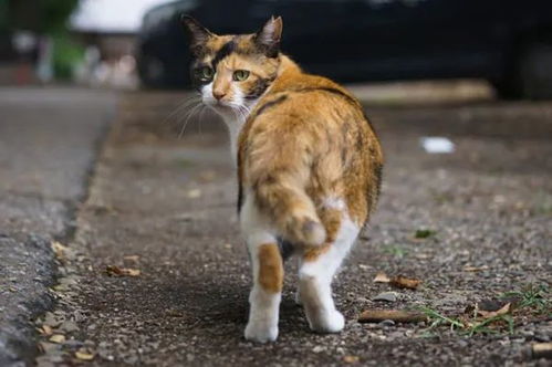 虐猫后良心发现加价 送养 荒唐的日本华人猫咪交易