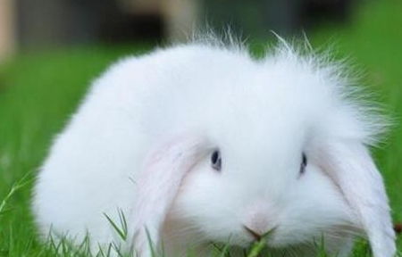 安静兔子特效怎么弄好看 怎么让兔子躺下