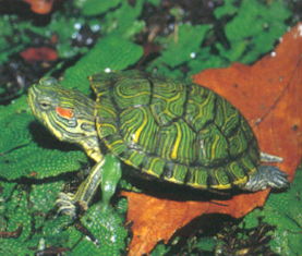 中华草龟和巴西红耳龟哪个繁殖率高？
