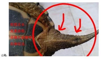 小乌龟怎么分公母,小乌龟怎么分公母图解