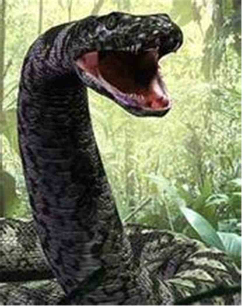 世界最大的蟒蛇 世界上最大的蟒蛇森蚺，连鳄鱼都是它们的猎物，人类遇到它能逃脱吗？ 