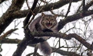 猫咪在树上惊恐乱叫,也会 上树容易下树难 