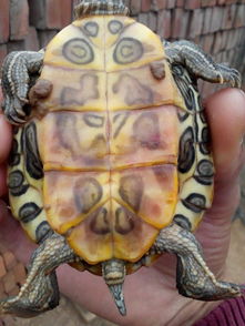 看看我的巴西龟是公母