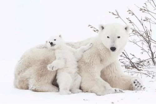 北极熊为什么不怕冷呢