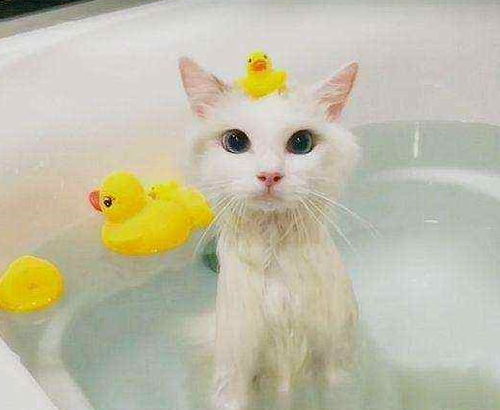 家养不出门的猫,一般多久洗一次澡