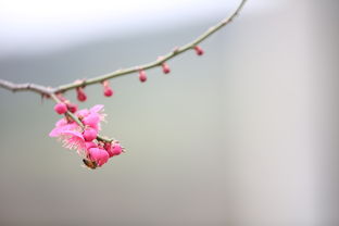 花娥，神秘的传说与文化的交织，花娥是什么意思