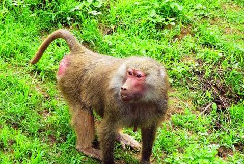 猴子在动物园受到保护,为何屁股还是又红又肿 工作人员 没法管