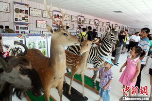 太原动物园文化艺术节开幕 稀有动物标本受追捧 