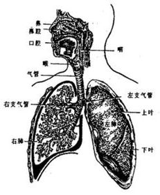 类肺炎性胸腔积液