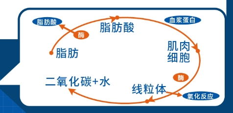 两个月瘦10斤计划（俩个月瘦10斤多吗） 第1张