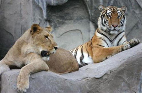 跨界的真爱 狮子与老虎相爱6年经常亲吻 期待狮虎兽诞生