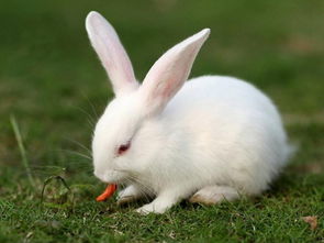做梦梦见白兔是什么意思 周公解梦 